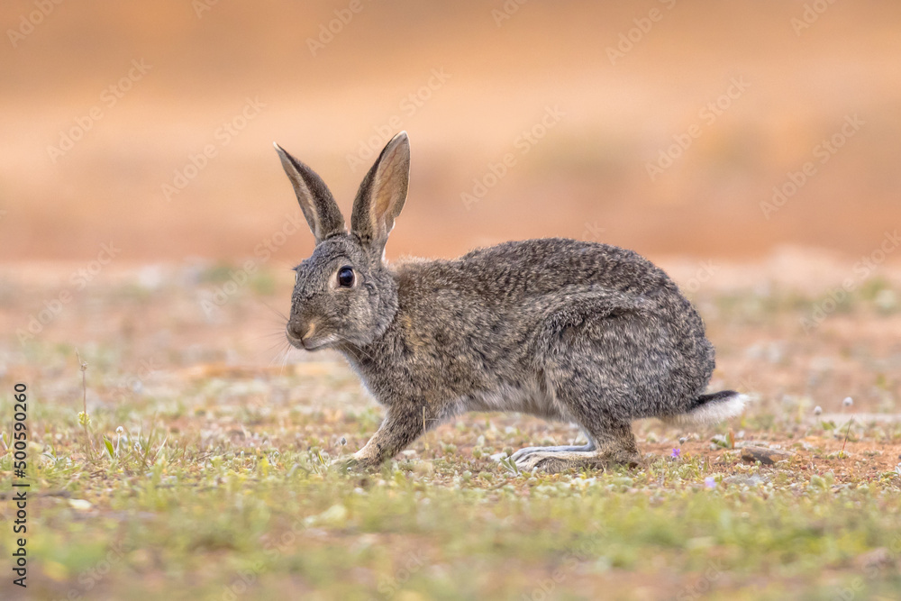 Fototapeta premium Wild European Rabbit looking at Camera