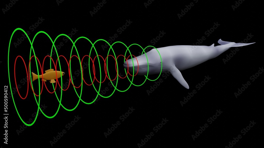Whale emitting sonar , echolocation signals . Cetacean sending ...