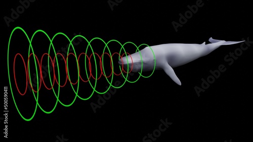 Whale emitting sonar , echolocation signals . Cetacean sending , transmitting , receiving  echolocation sound waves. 3d illustration render