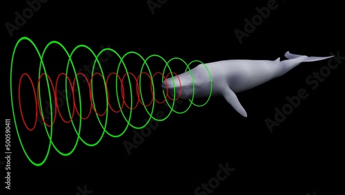 Whale emitting sonar , echolocation signals . Cetacean sending , transmitting , receiving  echolocation sound waves. 3d illustration render photo
