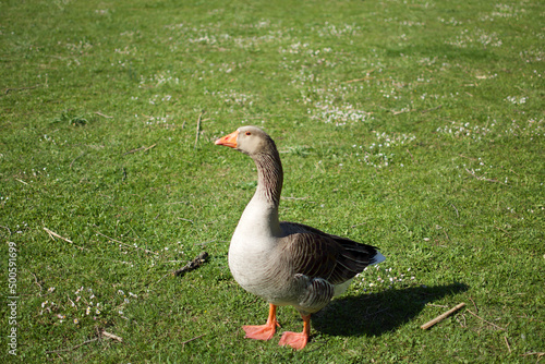 duck on the grass near the lake