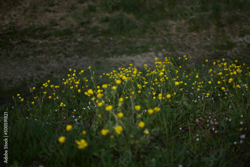 wild yellow spring flowers