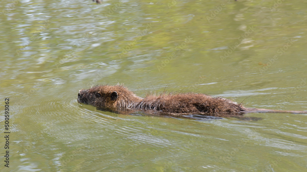 nutria am teichufer