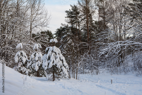 Snowy trees in the frosted forest scenery in winter photo