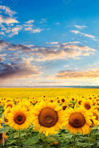 Summer landscape with yellow sunflowers in the field during sunset. Flowering sunflowers