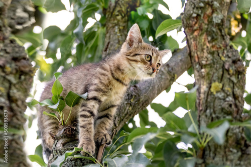 Small striped kitten on a tree. Animals in nature