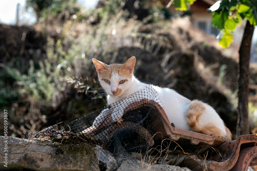 Beautiful stray cat sitting on discarded roof tiles Beautiful stray cat sitting on discarded roof tiles