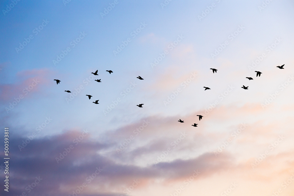 Birds migrating in the spring in front of sunlit clouds.