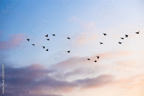 Birds migrating in the spring in front of sunlit clouds.