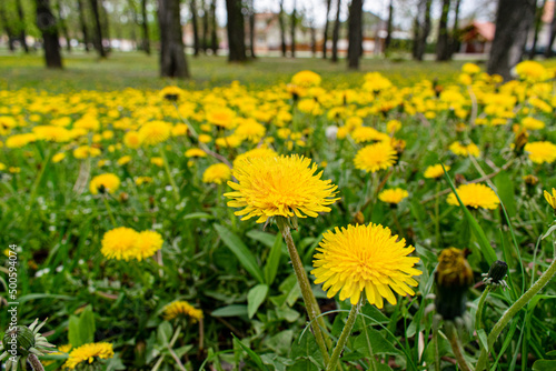 dandelions in the grass with some trees at the background