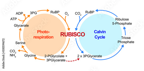 Scientific Designing Of Photorespiration. Oxidative Photosynthetic Carbon Cycle. Photorespiration And Calvin Cycle. Vector Illustration.