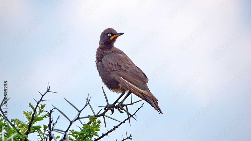 African pied starling (Lamprotornis bicolor) perched on a thorn tree in