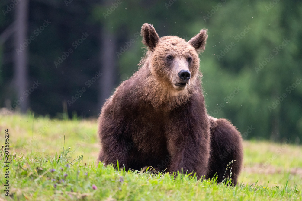 Fototapeta premium Brown bear, ursus arctos, in the middle of grass meadow. Concept of animal family. Summer season. In the summer forest. Natural Habitat. Big brown bear. Dangerous animal in nature forest. Close up.
