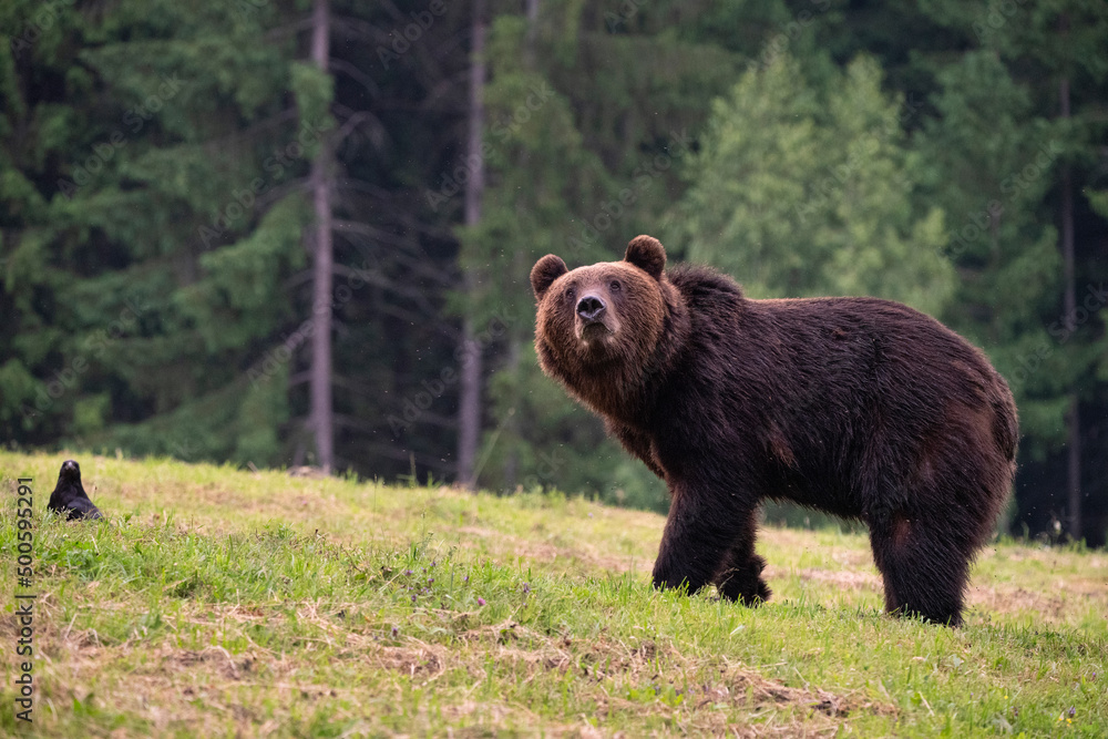 Brown bear, ursus arctos, in the middle of grass meadow. Concept of animal family. Summer season. In the summer forest. Natural Habitat. Big brown bear. Dangerous animal in nature forest. Close up.