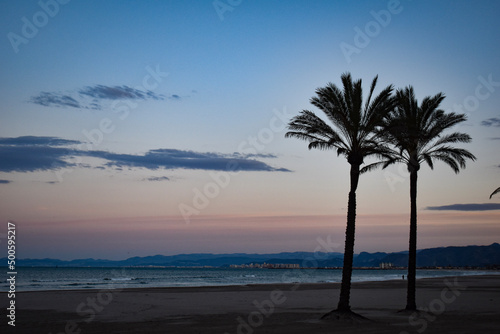palm tree at the beach