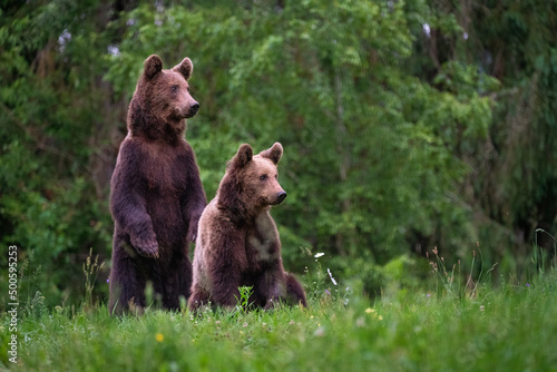 Brown bear  ursus arctos  in the middle of grass meadow. Concept of animal family. Summer season. In the summer forest. Natural Habitat. Big brown bear. Dangerous animal in nature forest. Close up.