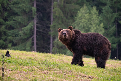 Brown bear, ursus arctos, in the middle of grass meadow. Concept of animal family. Summer season. In the summer forest. Natural Habitat. Big brown bear. Dangerous animal in nature forest. Close up. © jirka