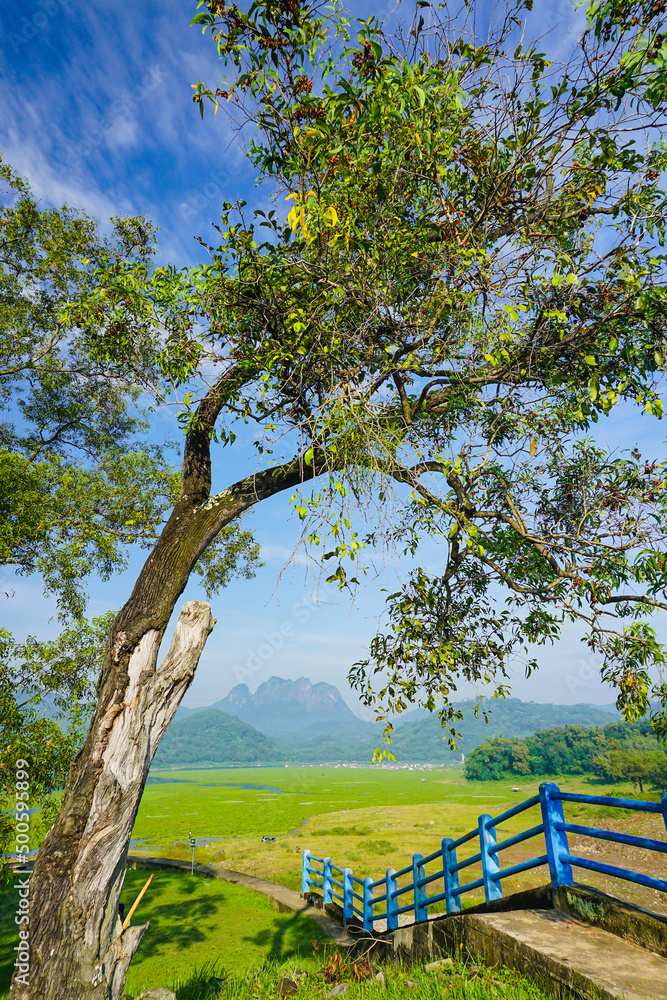 Fototapeta premium Beautiful view old tree with Mt. Parang of Purwakarta under blue skies. 