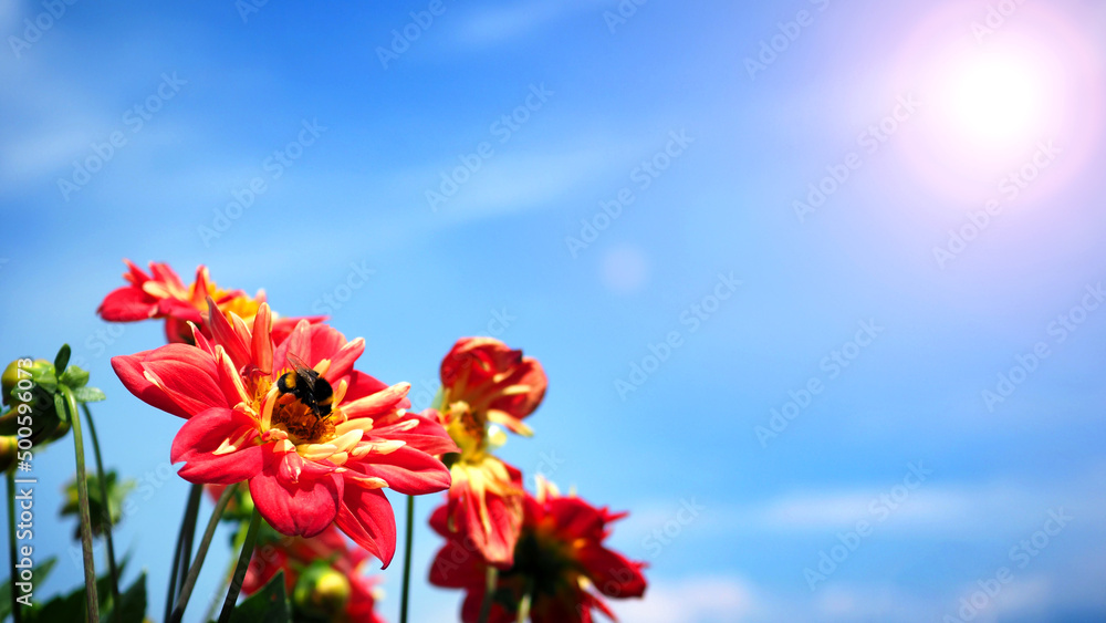Dahlia flowers in close up or macro images which have a bright red color and light blue sky and flare sunlight in summer day of Furano Hokkaido Japan.