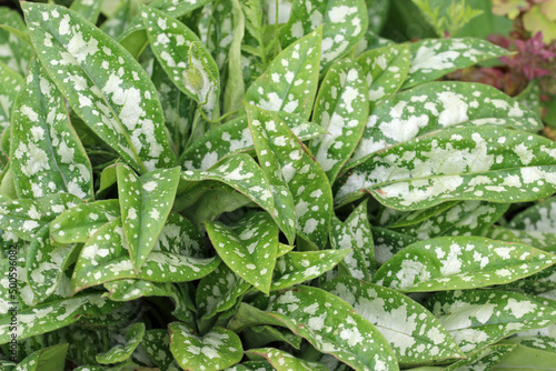 Spotted lungwort leaves in close up