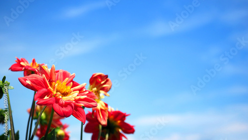 Dahlia flowers in close up or macro images which have a bright red color and light blue sky and flare sunlight in summer day of Furano Hokkaido Japan.