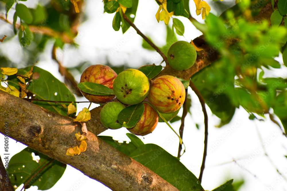 The fruit of Ficus Racemos.The common name Fig fruit,cluster fig tree, Indian  fig tree or gular fig. Stock Photo | Adobe Stock