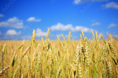 Blue sky above yellow wheat ears