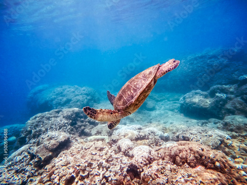 Green sea turtle above coral reef underwater photograph