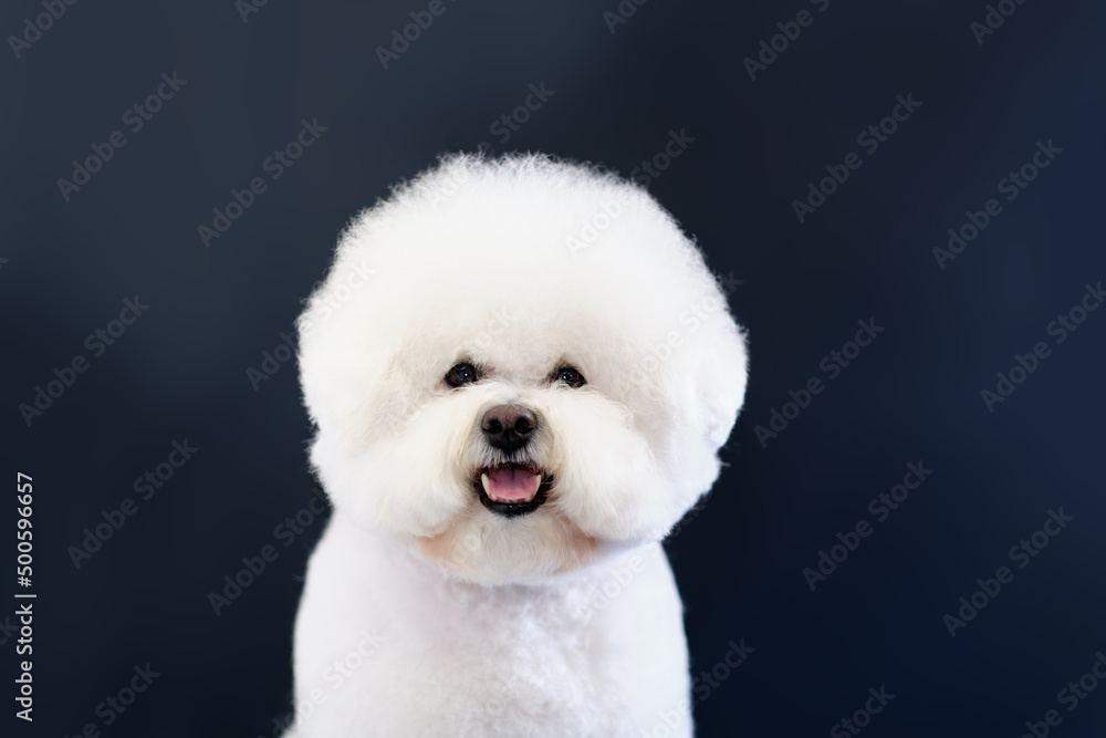 Portrait of a white dog Bichon Frize on a dark background