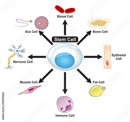 Stem Cell Diagram showing how it can convert to blood bone epithelial fat immune muscle nervous and sex cells for science biology embryology and education vector