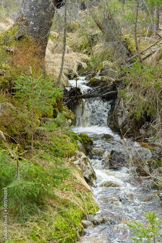 A small waterfall running through a forest.