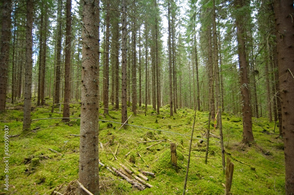 Fototapeta premium Stroll through a lush forest with many trees and moss.
