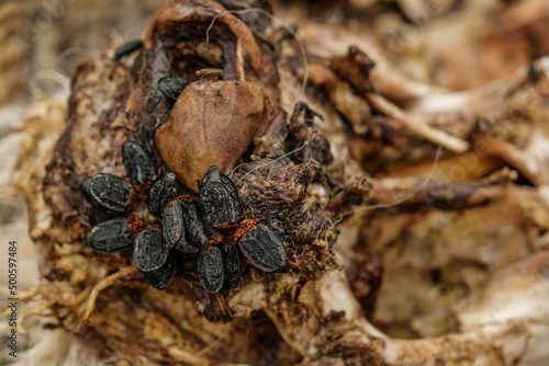 Εκτύπωση καμβά a carrion beetle feed on the bodies of dead and decaying animal
