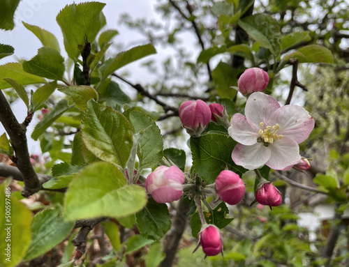 Blüten an einem Apfelbaum (Malus)