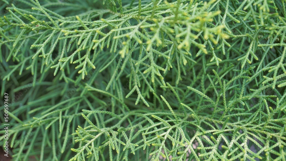 Closeup background image of Arizona cypress also known as Cupressus