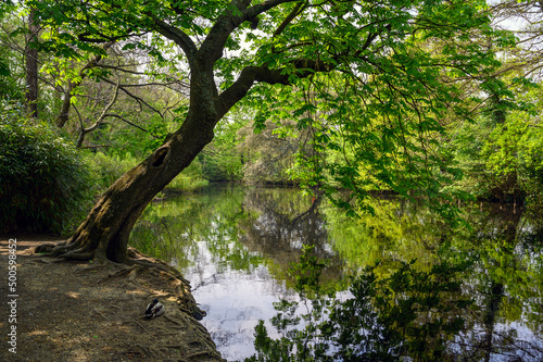 Dulwich Village, London, UK: Belair Park, a public park in Dulwich Village, south London. View of the small lake surrounded by trees with a duck in the foreground. photo