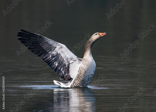 Greylag or Graylag Goose (Anser anser) Flapping
