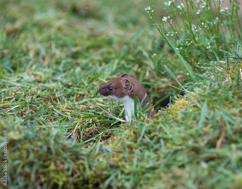 Stoat (Mustela erminea) Hiding in Grass Stoat (Mustela erminea) Hiding in Grass