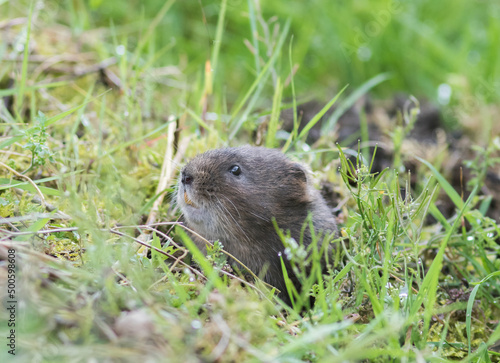 Obraz na plátně European water vole (Arvicola amphibius) Appearing from its Hole