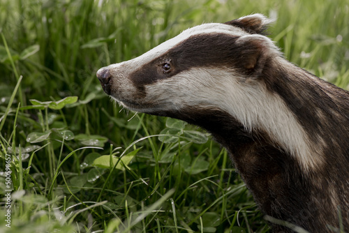 European Badger (meles meles) Portrait in Profile