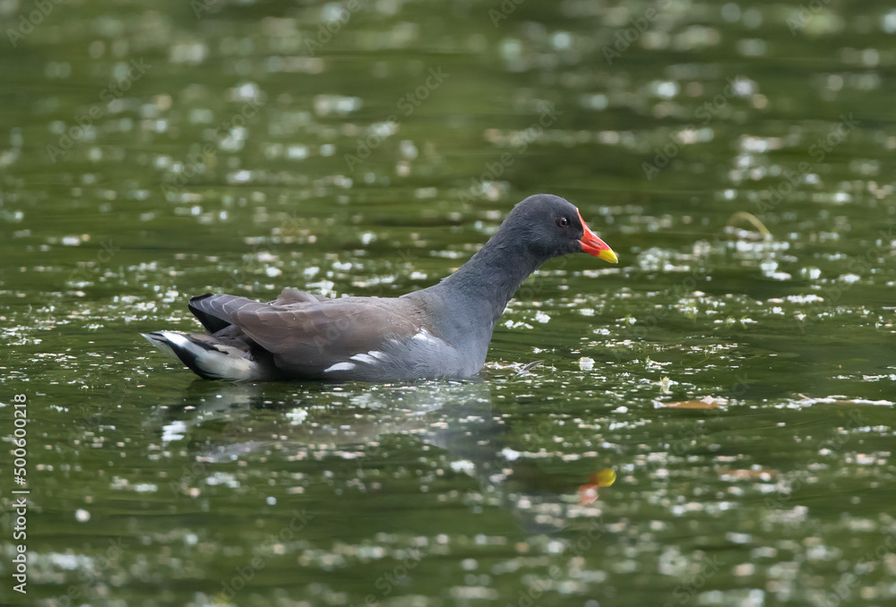 A Common Moorhen (Gallinula chloropus) on a Lake with Water appearing Green from Reflected Trees. A Common Moorhen (Gallinula chloropus) on a Lake with Water appearing Green from Reflected Trees.