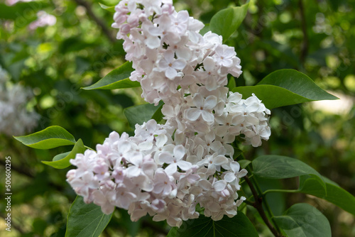 Branches of white lilacs in the park. Spring concept. White lilac blooms beautifully in spring. Close-up