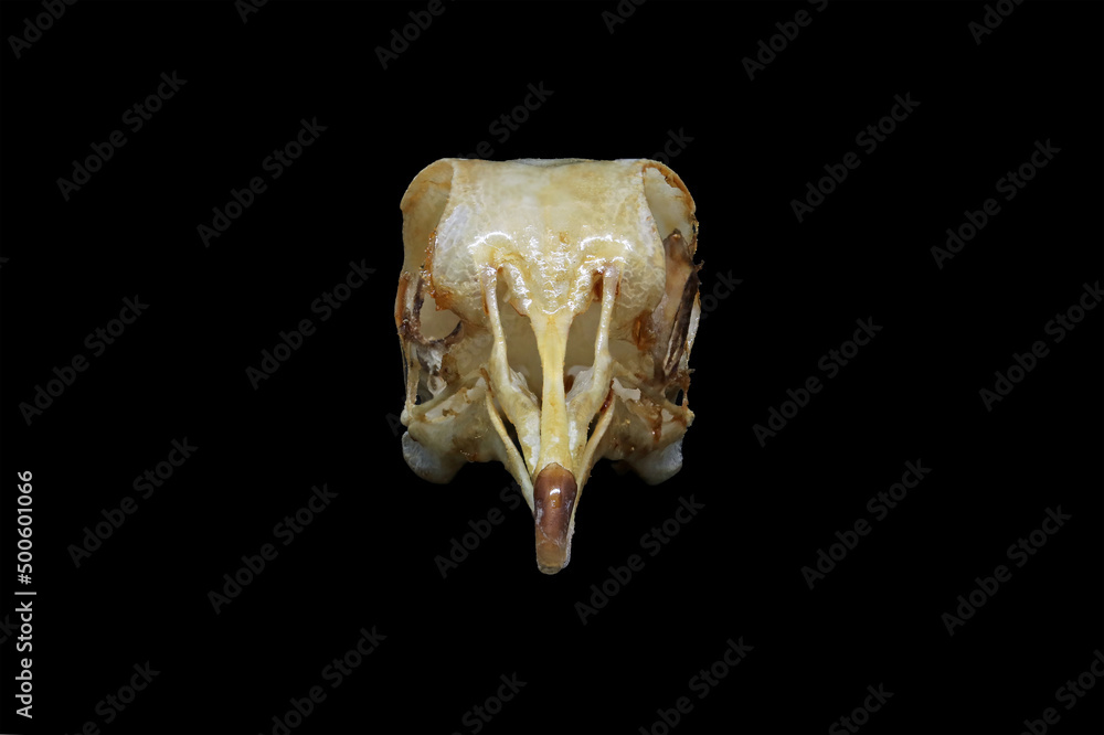 Closeup of the skull of a common dove (Columba livia) isolated in black. Front, side and top view of the cranium of a common pigeon with black background. Anatomy of an pigeon's beak, eye and jaw. Closeup of the skull of a common dove (Columba livia) isolated in black. Front, side and top view of the cranium of a common pigeon with black background. Anatomy of an pigeon's beak, eye and jaw.