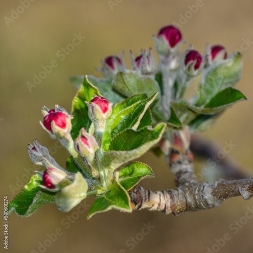 red rose bud