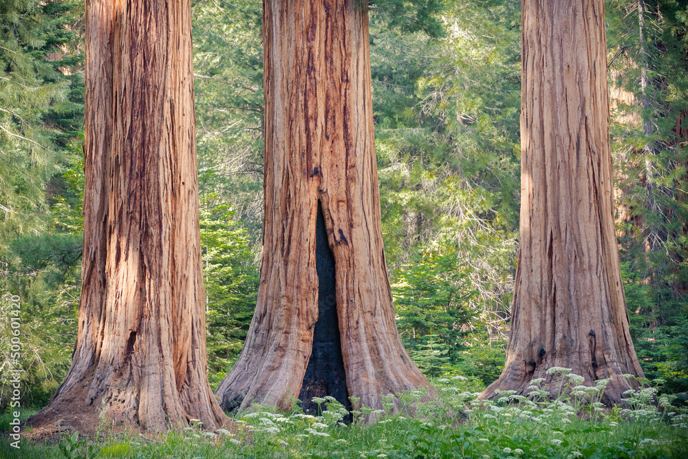 Giant ancient redwood tree forest at Sequoia National Park in California Giant ancient redwood tree forest at Sequoia National Park in California