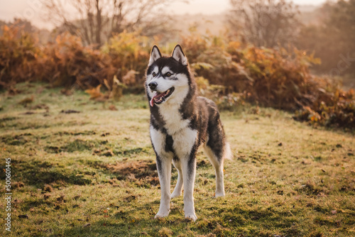 Siberian Husky in parkland