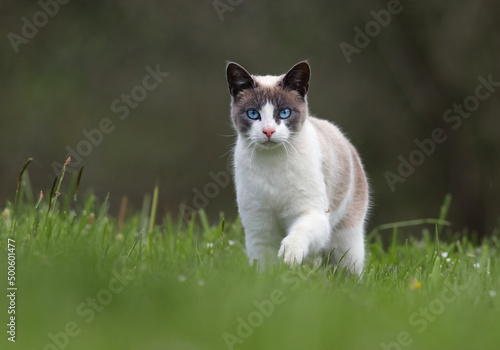 Portrait of a beautiful siamese cat walking on grass with forest background. Cute kitty with deep blue eyes looking at the camera. Cat looking for moles in the field.