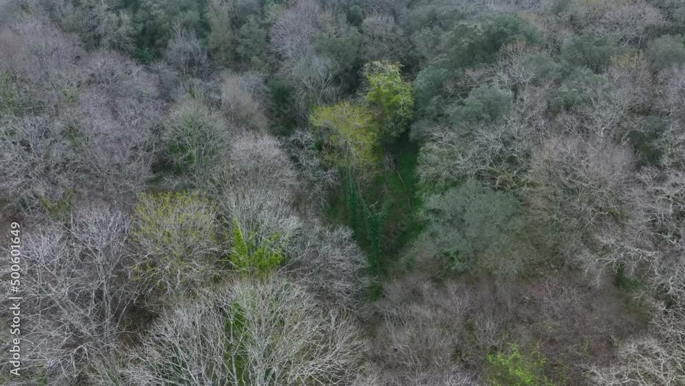 Mixed forest in spring. Spring landscape in the town of Seña seen from a drone. Cantabria, Spain, Europe Mixed forest in spring. Spring landscape in the town of Seña seen from a drone. Cantabria, Spain, Europe