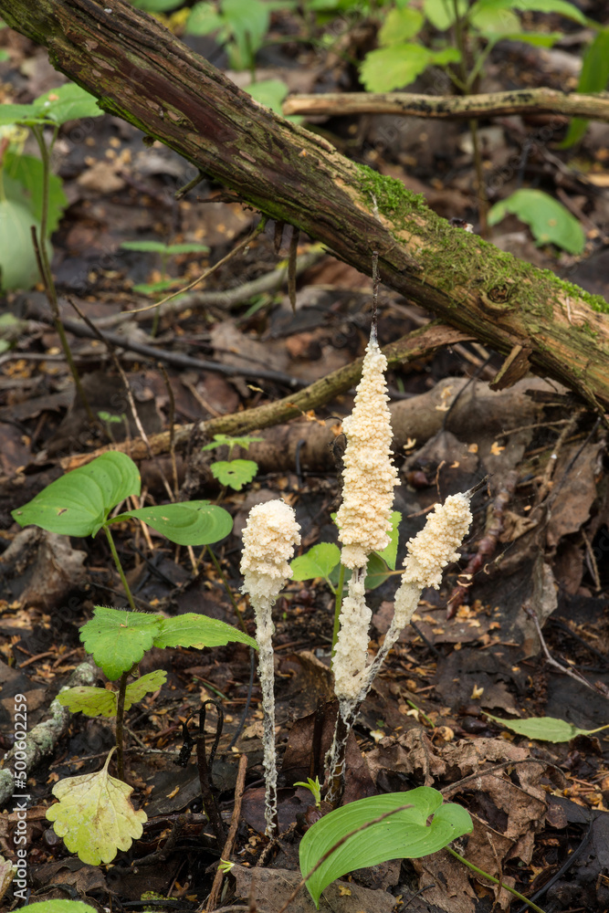 Wildlife of Europe - Protista organism slime mold growing in the Belarusian forest