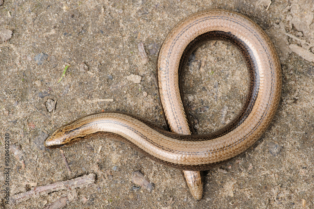 Rare animal, legless shiny harmless lizard slow worm on the ground Rare animal, legless shiny harmless lizard slow worm on the ground